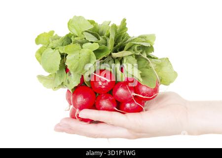 Red radish isolated on white background in human hand Stock Photo