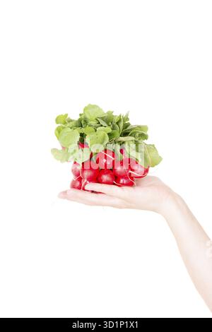 Red radish isolated on white background in human hand Stock Photo
