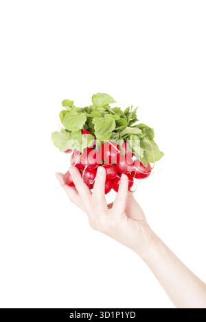 Red radish isolated on white background in human hand Stock Photo