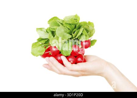 Red radish isolated on white background in human hand Stock Photo