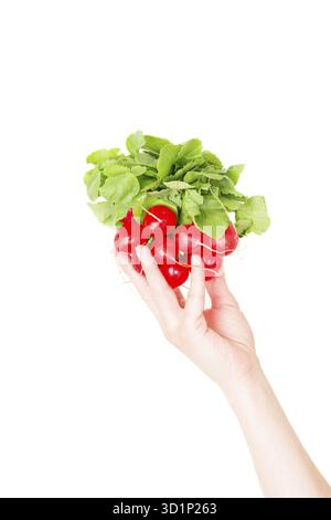 Red radish isolated on white background in human hand Stock Photo