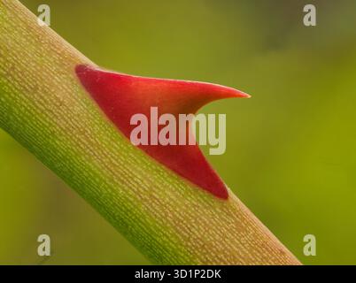 Red rose thorn on green stem Stock Photo