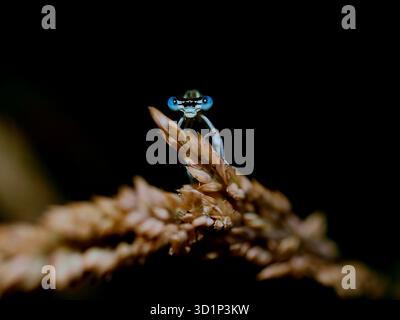 Common blue damsel fly looking at the camera with dark background. Stock Photo