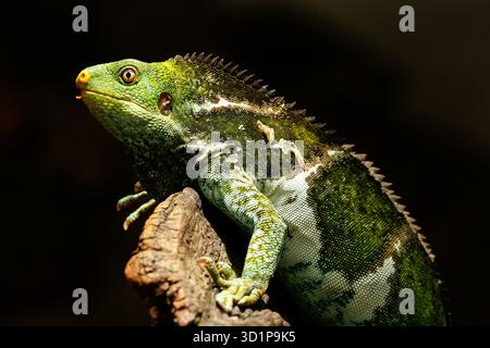 Fijian crested iguana (Brachylophus vitiensis) on Viti Levu Island, Fiji Stock Photo