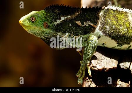 Fijian crested iguana (Brachylophus vitiensis) on Viti Levu Island, Fiji Stock Photo