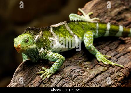 Fijian crested iguana (Brachylophus vitiensis) on Viti Levu Island, Fiji Stock Photo