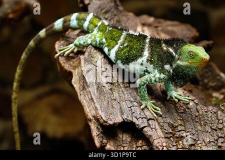 Fijian crested iguana (Brachylophus vitiensis) on Viti Levu Island, Fiji Stock Photo