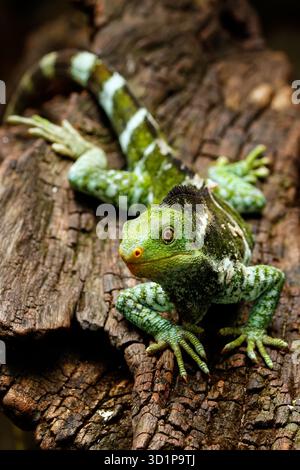 Fijian crested iguana (Brachylophus vitiensis) on Viti Levu Island, Fiji Stock Photo