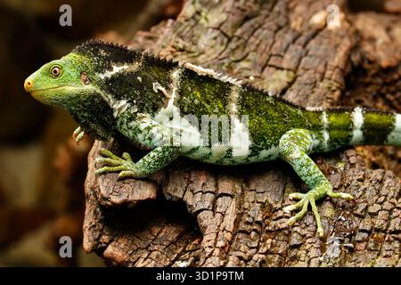 Fijian crested iguana (Brachylophus vitiensis) on Viti Levu Island, Fiji Stock Photo