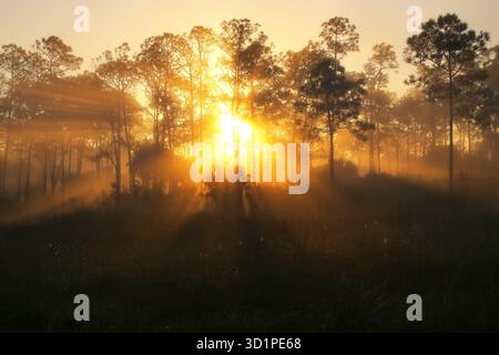 Sunrise on a foggy morning at Corkscrew Swamp Sanctuary, Florida Stock Photo
