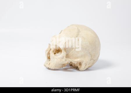 Side view of human skull on white Stock Photo