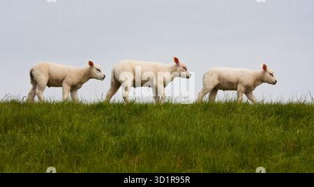 Parade of young lambs in succession Stock Photo