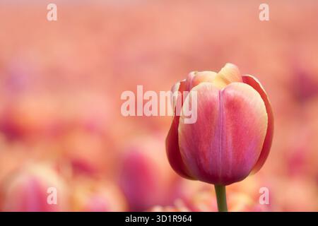Beautiful purple tulip isolated from background Stock Photo