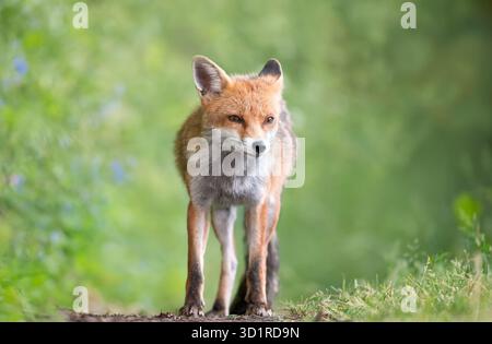 Eye-level portrait of a wild red fox (Vulpes vulpes) standing calmly in a meadow, UK. Stock Photo