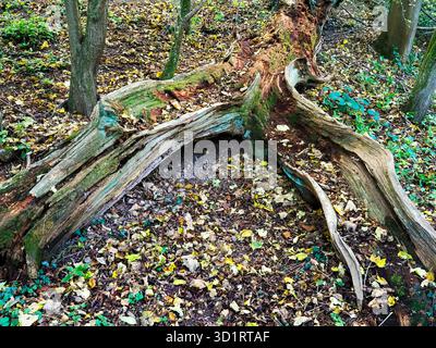 Decaying fallen tree trunk in woodland near Knaresborough North Yorkshire England Stock Photo