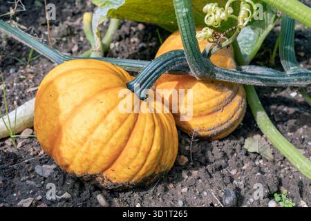 Dutch allotment garden in autumn with ripe pumpkins Stock Photo