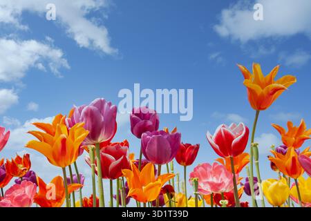 Colorful tulips against a blue sky with white clouds Stock Photo