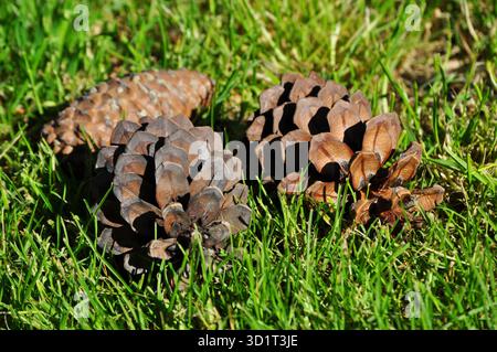 Three pine cones on the grass Stock Photo