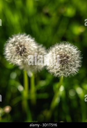 White dandelion flowers on a green meadow Stock Photo
