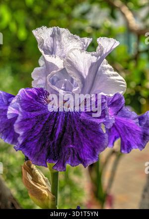 Iris Earl of Essex flower on green leaves background Stock Photo