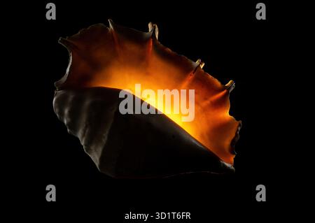 Glow big shell on dark background Stock Photo