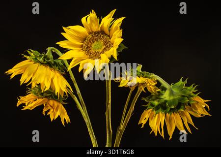 Yellow Sunflower on the dark background Stock Photo