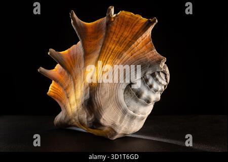 Glow big shell on dark background Stock Photo