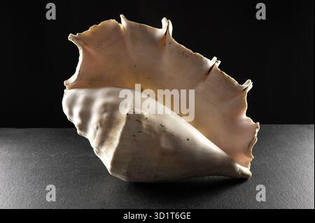Large spider conch seashell on dark background Stock Photo