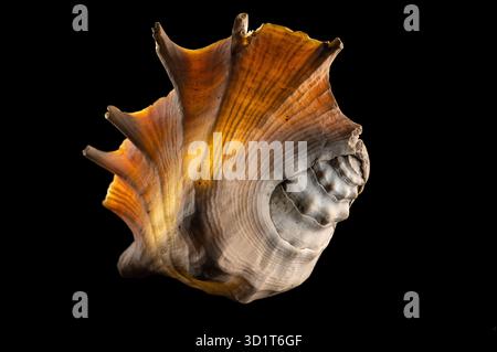 Glow big shell on dark background Stock Photo