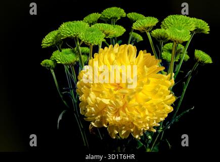 Yellow and green chrysanthemum on black background Stock Photo