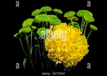 Yellow and green chrysanthemum on black background Stock Photo