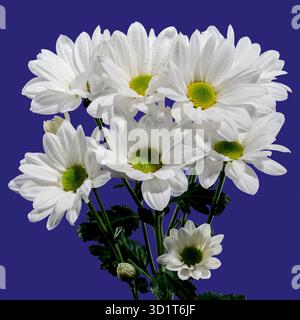 White chamomile on a blue background Stock Photo