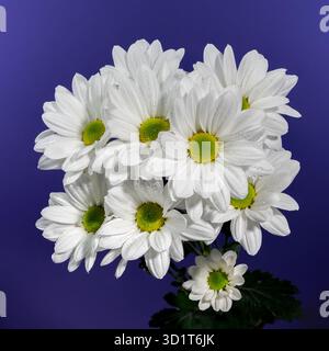 White chamomile on a blue background Stock Photo
