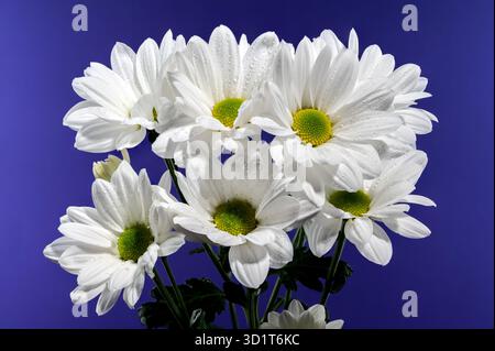 White chamomile on a blue background Stock Photo