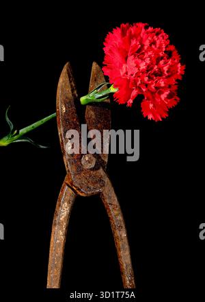 Old rusty metal scissors and carnation on a black background. Stock Photo