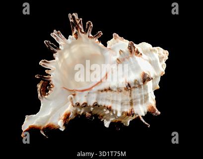 Murex Indivia Longspine Shell on a black background Stock Photo