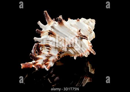 Murex Indivia Longspine Shell on a black background Stock Photo