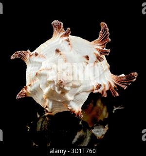 Murex Indivia Longspine Shell on a black background Stock Photo