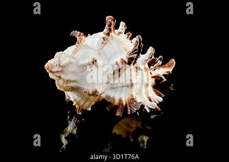 Murex Indivia Longspine Shell on a black background Stock Photo