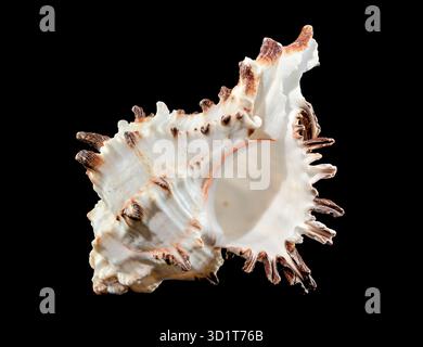 Murex Indivia Longspine Shell on a black background Stock Photo