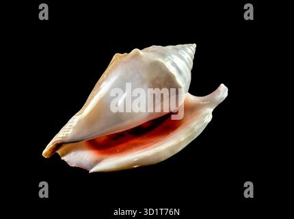 Strombidae Seashell on a black background Stock Photo