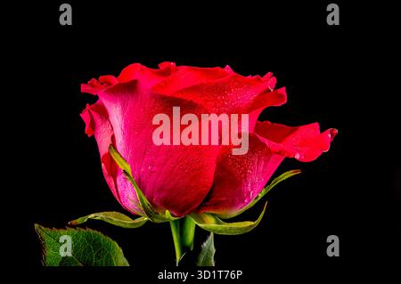 Red tea rose on a black background Stock Photo