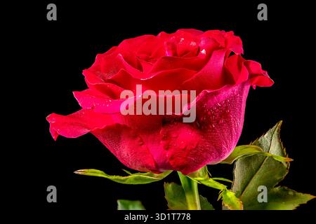 Red tea rose on a black background Stock Photo