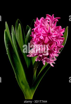 Pink Hyacinth flower on a black background Stock Photo