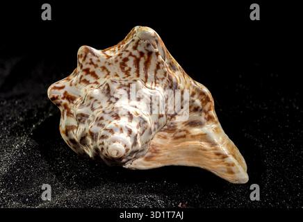 Strombus raninus seashell on a dark background Stock Photo