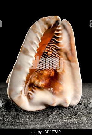 King Helmet seashell on a dark background Stock Photo