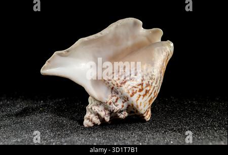 Strombus raninus seashell on a dark background Stock Photo
