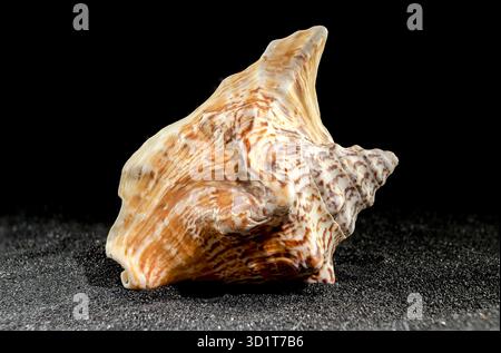 Strombus raninus seashell on a dark background Stock Photo
