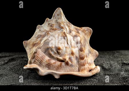 King Helmet seashell on a dark background Stock Photo