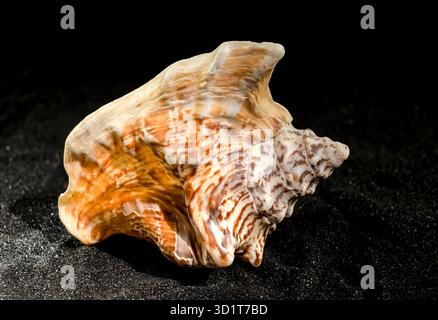 Strombus raninus seashell on a dark background Stock Photo
